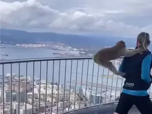 Badan Gede-Mantan Juara Tinju, tapi Diserang Monyet Takut