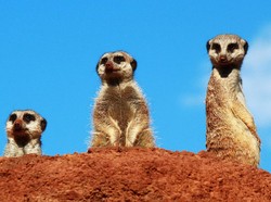 10 Hewan yang Dapat Hidup di Gurun Gersang, Bisa Tebak?