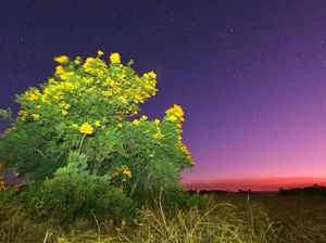 Kenalan dengan Pohon Natal Moodjar, Pohon yang Hanya Mekar Mendekati Hari Natal