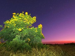Kenalan dengan Pohon Natal Moodjar, Pohon yang Hanya Mekar Mendekati Hari Natal