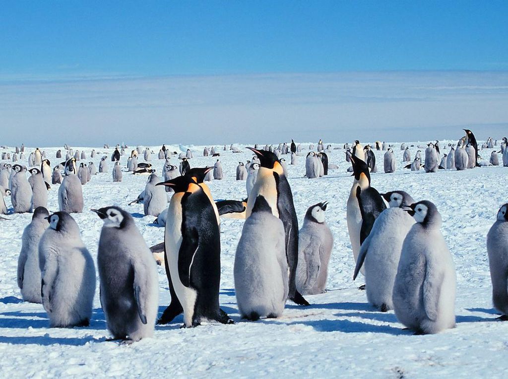 Saat Satelit Tak Sengaja Abadikan Koloni Penguin Kaisar