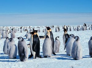 Saat Satelit Tak Sengaja Abadikan Koloni Penguin Kaisar Saat Satelit Tak Sengaja Abadikan Koloni Penguin Kaisar