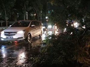 Pohon Perindang Tumbang di Sempidi, Jalur Denpasar-Gilimanuk Tersendat