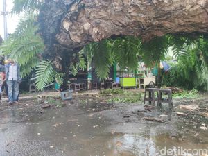 Pohon Besar Tumbang di Makassar, Timpa 5 Warga Sedang Makan Bakso