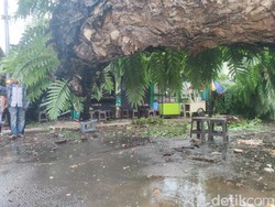 Pohon Besar Tumbang di Makassar, Timpa 5 Warga Sedang Makan Bakso