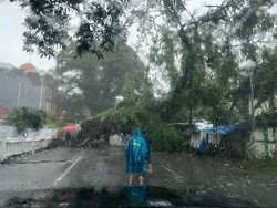 Pohon Tumbang di Jl Sungai Lariang Makassar Timpa 2 Warga, Dilarikan ke RS