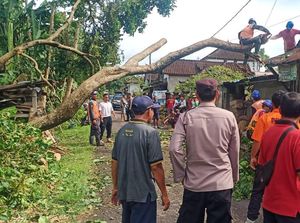 Pohon Kutat Tumbang Timpa Kabel, Listrik Satu Desa Padam