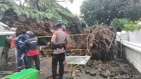 Potret Pohon Tumbang di Jalan Sungai Lariang Makassar Timpa 5 Warga