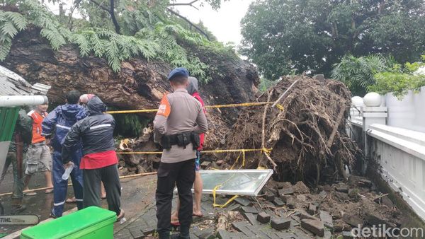 Potret Pohon Tumbang di Jalan Sungai Lariang Makassar Timpa 5 Warga