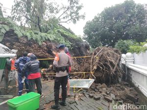 Momen Mengerikan Pohon Raksasa di Makassar Tumbang di Jalan-Timpa 5 Warga