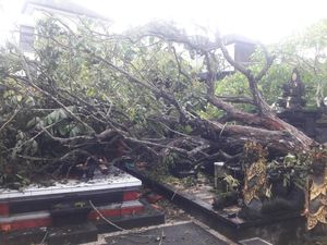 BPBD Catat 25 Pohon Tumbang di Badung Selama Dua Hari Berturut-turut