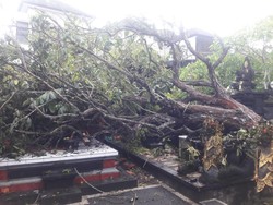 BPBD Catat 25 Pohon Tumbang di Badung Selama Dua Hari Berturut-turut