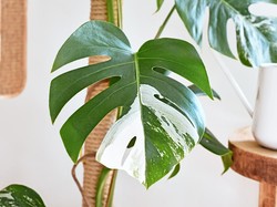 Mau Rawat Tanaman Hias di Kamar Kos? Perhatikan Hal Ini Dulu