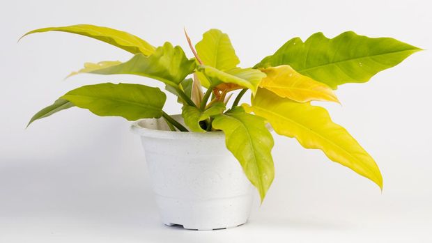 Tanaman hias Philodendron Ring of Fire