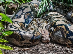 Kenali 7 Jenis Ular Terbesar di Dunia