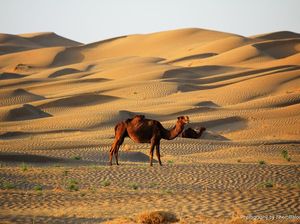 Nabi Saleh Mampu Mengeluarkan Unta dari Batu, Bagaimana Kisahnya?