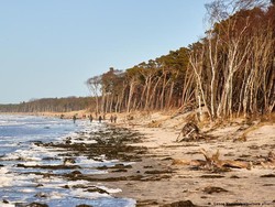 Inovasi Penggunaan Alga Lawan Penyakit Mata Ganas