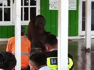 Viral Orang Utan di Kutai Timur Masuk Masjid saat Jemaah Salat Jumat