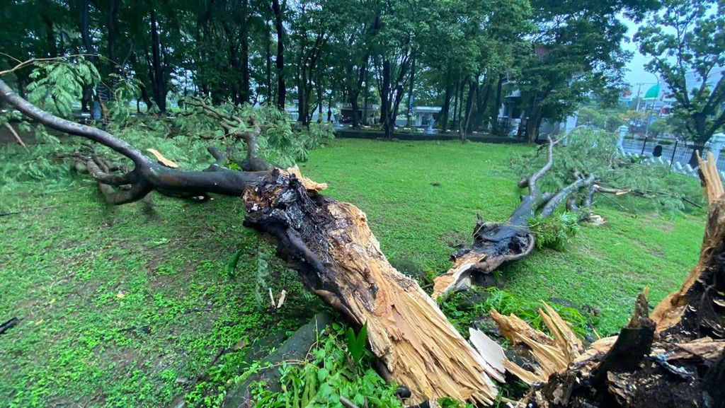 Potret Pohon Tumbang di Halaman Kantor Gubernur Sulsel Imbas Cuaca Ekstrem