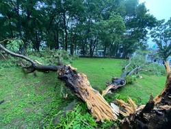 2 Pohon di Halaman Kantor Gubernur Sulsel Tumbang Imbas Cuaca Ekstrem