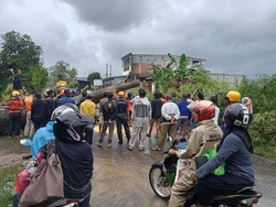 Pohon Tumbang di Jalan Poros Soppeng-Barru, Lalin Sempat Tertahan 1 Jam