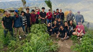 Potret Ladang Ganja 11 Hektare di Sumut yang Dibongkar Polisi