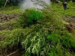 Polisi Bakar Ladang Ganja 11 Hektar