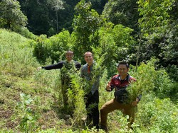Polda Metro Temukan 11 Hektare Ladang Ganja di Madina Sumut!