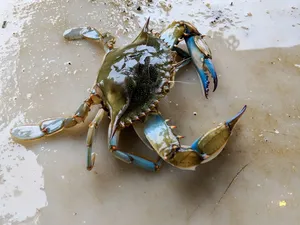 Peneliti Ungkap Cara Kepiting Bicara, Gunakan 2 Teknik Peneliti Ungkap Cara Kepiting Bicara, Gunakan 2 Teknik