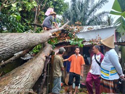 Rumah Warga Lombok Barat Tertimpa Pohon-Atap Jebol
