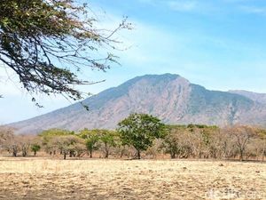 Potret Afrika van Java di TN Baluran Situbondo Potret Afrika van Java di TN Baluran Situbondo