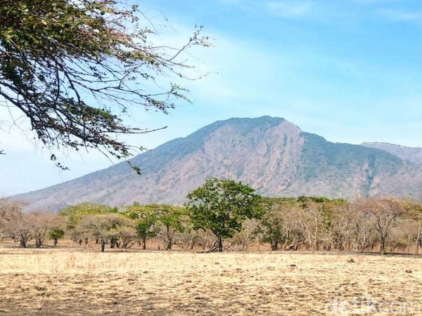 Potret Afrika van Java di TN Baluran Situbondo