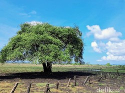 TN Baluran Ditutup Sementara gegara Akses Masuk Kebanjiran