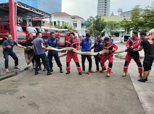 Ngeri! Ular Piton 8 Meter Masuk Rumah Warga di Makassar Bikin Geger