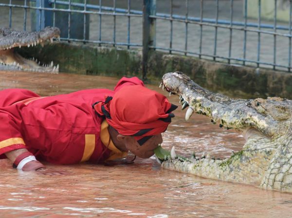 Libur Natal Mau Kemana? Lihat Nih Aksi Pawang Buaya di Bekasi