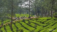 Pemkab Bogor Benahi Rest Area Puncak, Janjikan Wisatawan Makin Betah