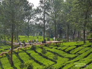 Tea Bridge Gunung Mas Bogor, Tempat Healing Asyik di Puncak