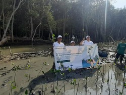 Selamatkan Lingkungan & Ekonomi, Asuransi Rama Tanam Pohon Mangrove