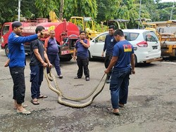 2 Ular Piton Terbawa Banjir Muncul di Pasar Parepare, Damkar Evakuasi
