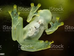 Katak Ini Jadi Transparan Kalau Lagi Bobok, Kok Bisa?