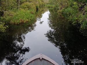 Karhutla Tak Hanya Ancam Populasi Satwa Darat, tapi Ikan Sungai Juga