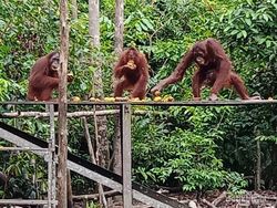 Riset: Orang Utan Bisa Bersuara Beatboxing Mirip Manusia