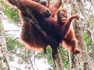 7 Ibu Hebat di Dunia Hewan, Ada Orangutan-Buaya 7 Ibu Hebat di Dunia Hewan, Ada Orangutan-Buaya