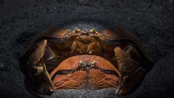 Karya Luar Biasa Pemenang Kontes Foto Alam, Melihatnya Bikin Terkesima