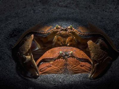 Karya Luar Biasa Pemenang Kontes Foto Alam, Melihatnya Bikin Terkesima