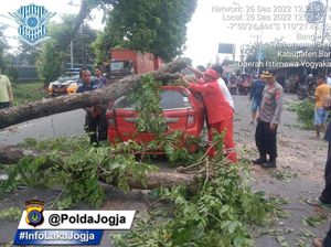 Pohon Tumbang Timpa Mobil di Jalan Parangtritis Bantul