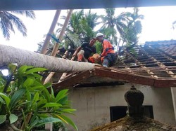 Puluhan Rumah-Palinggih di Karangasem Rusak Akibat Pohon Tumbang