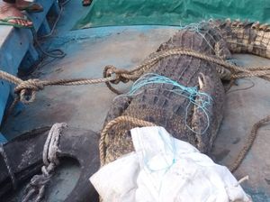 Pekerja Bongkar Muat Sagu di Meranti Hilang Diterkam Buaya