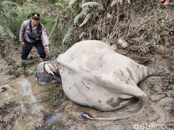 Gajah Liar Serang Gajah Jinak di Aceh, Satu Mati