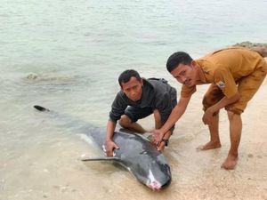 Seekor Lumba-lumba Terdampar di Perairan Lebak Selatan Seekor Lumba-lumba Terdampar di Perairan Lebak Selatan